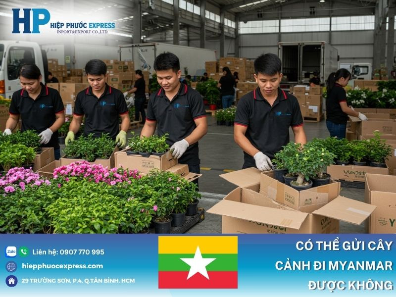 Có thể gửi cây cảnh đi Myanmar