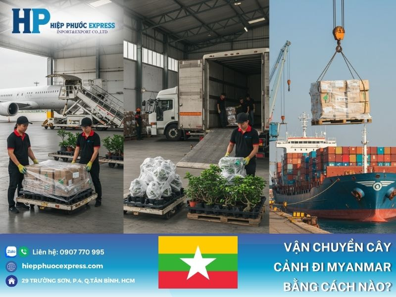Các phương thức vận chuyển gửi cây cảnh đi Myanmar
