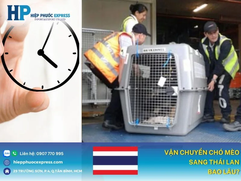 gui cho meo di thai lan bao lau gui cho meo di thai lan bao lau