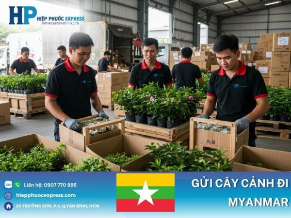 Gửi cây cảnh đi Myanmar